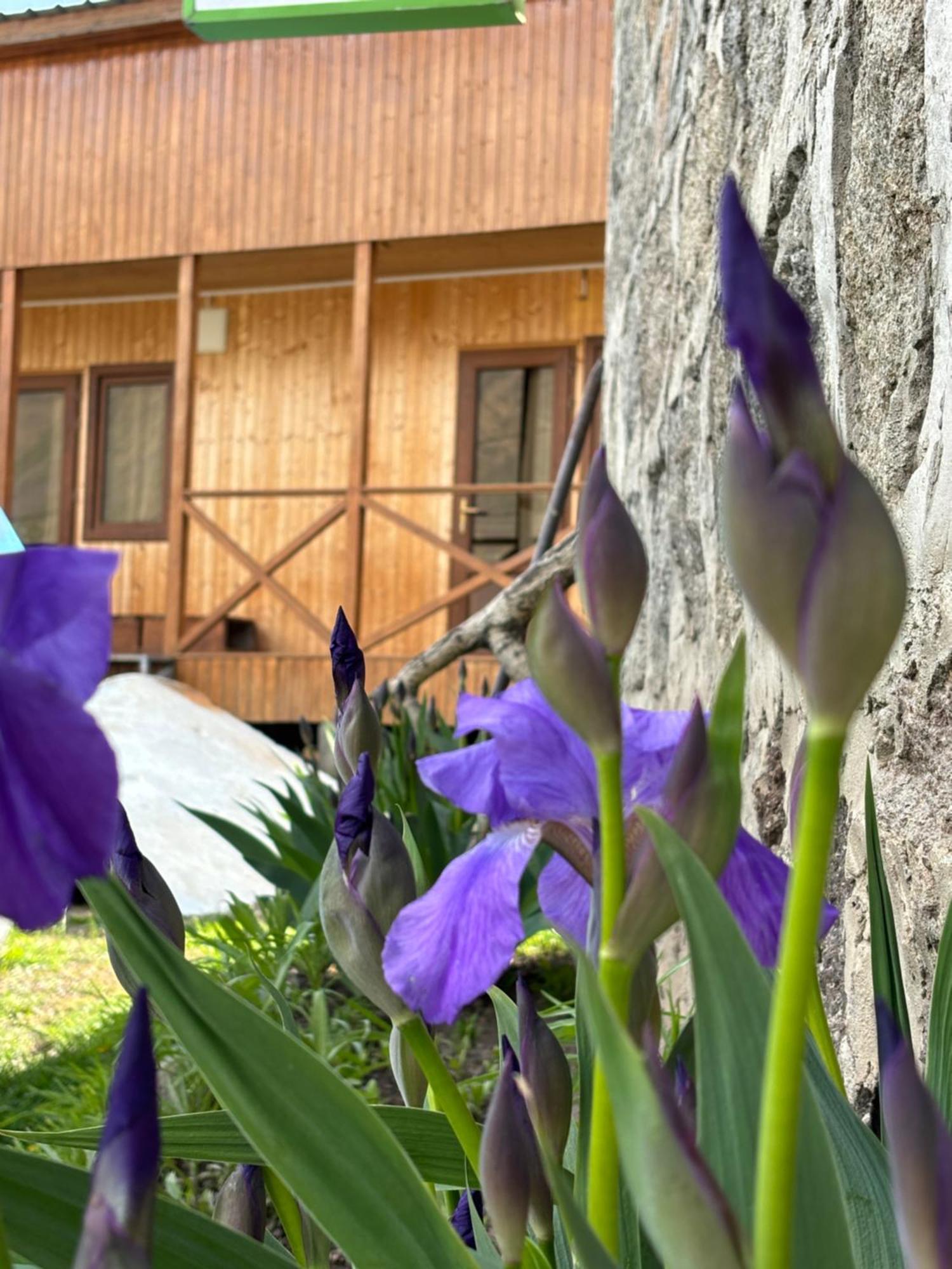 Family Hostel Nika Stepantsminda Exterior photo